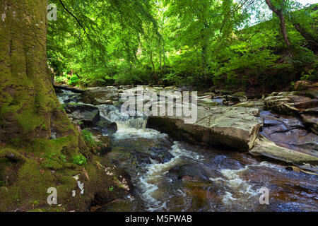 Die Shankhill Fluss kurz vor in verbindet der Fluss Liffey, in der Nähe von Clogleagh, County Wicklow, Irland Stockfoto