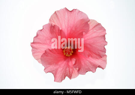 Isolieren rosa chinesische Rose in der Ansicht von oben, eine Nahaufnahme foto Bild von Rosa Chinesisch in der Ansicht von oben auf ein helles weißes Licht Hintergrund rose det vorhanden Stockfoto