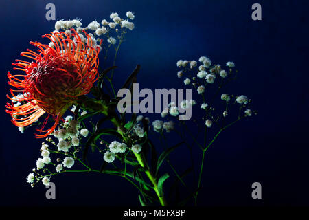 Moody Blumen geschossen von tropischen Blumen mit mehreren Leuchten dieser Schuss erstellen Stockfoto