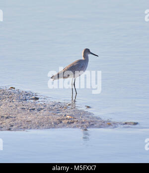 Willet (Catoptrophorus semipalmatus) Ernährung im Ding Darling National Wildlife Refuge Stockfoto