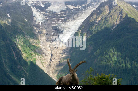 Steinböcke auf dem Hintergrund eines Gletschers in der Mont Blanc Massiv. Stockfoto