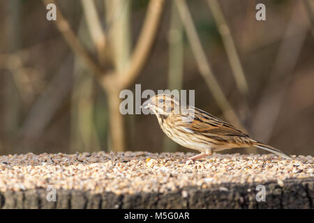 Rohrammer (Emberiza schoeniclus) weibliche Vogel fressen in der im Februar 2018 in der warnham Wildlife Reserve Horsham Großbritannien verstecken. Braun streifig Wetland bird Stockfoto