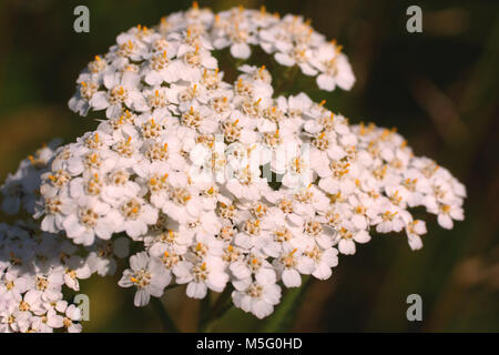 Blumen von Achillea millefolium (Schafgarbe, gemeinsame Schafgarbe). Blumen und Gras leuchtet von warmen sonnenbeschienenen auf einer Sommerwiese, abstrakte natürlichen Hintergründe für Sie Stockfoto