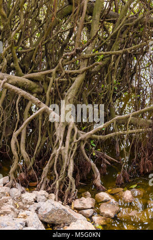 Wurzeln einer Mangrove Tree neben den Ngoc Son Konfuzius Tempel in Ho Hoan Kiem See, Hanoi, Vietnam wachsenden Stockfoto