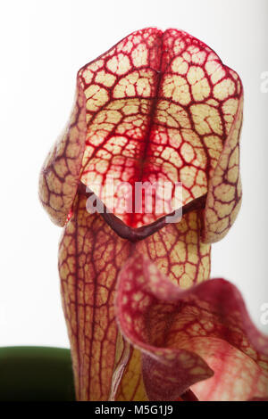 Trompete Kannenpflanze, Flugtrumpet (Sarracenia purpurea) Stockfoto