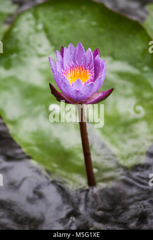 Nymphaea caerulea Seerose mit Grün aus Fokus lily Pad im Hintergrund. Einsame Blue Water Lily eines der Gemeinsamen Asiatischen Seerosen. Stockfoto