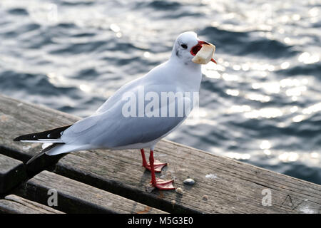 Eine taube Essen in der Nähe von Water Front in Zürich, Schweiz Stockfoto