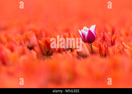 Ein lila mit weißen Tulip steht in einem Feld mit orange Tulpen in voller Blüte. Die single Tulip steht ein wenig höher als die orange Blumen, wh Stockfoto