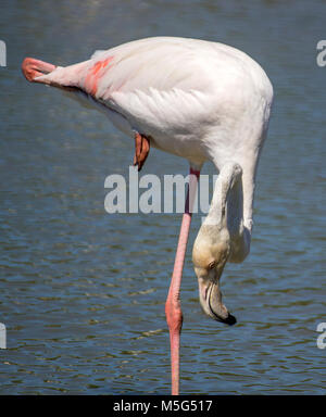 Flamingo flamingo Super outdoor geschossen. Flamingo ist typischer Arten für viele Länder, lebt es in der Camargue, Chile, Kuba, Mexiko. Flamingo könnte sein w Stockfoto