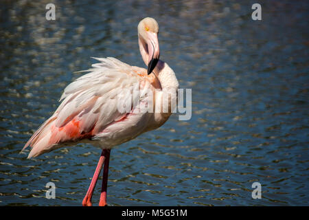 Flamingo flamingo Super outdoor geschossen. Flamingo ist typischer Arten für viele Länder, lebt es in der Camargue, Chile, Kuba, Mexiko. Flamingo könnte sein w Stockfoto