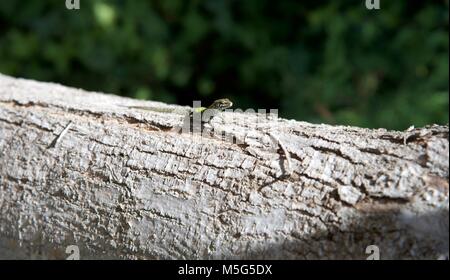 Eidechse auf Baum Stockfoto
