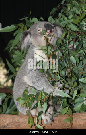 Koala, Phascolarctos Cinereus, Lone Pine Koala Sanctuary, Brisbane, Australien Stockfoto