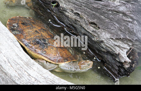 Mary River Schildkröte, Elusor Macrurus, Lone Pine Koala Sanctuary, Brisbane, Australien Stockfoto