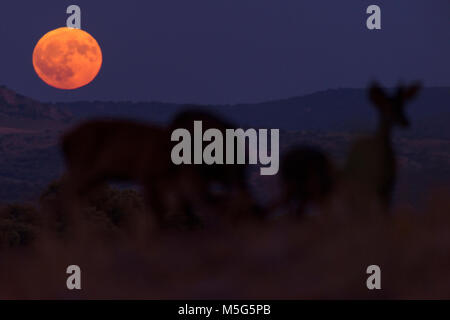 Die Hirsche (Cervus elaphus), Nacht, gedreht in der Extremadura (Spanien), Mond Stockfoto