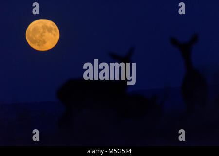 Die Hirsche (Cervus elaphus), Nacht, gedreht in der Extremadura (Spanien), Mond Stockfoto