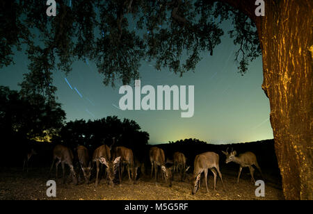 Die Hirsche (Cervus elaphus), Nacht, gedreht in der Extremadura (Spanien) Stockfoto