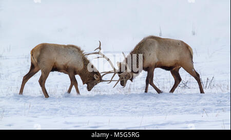 Zwei Männliche Elche kämpfende auf weißem Schnee Stockfoto