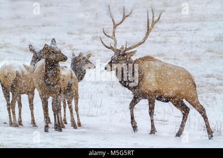 Herde Elche (Cervus Canadensis) in Blizzard Stockfoto