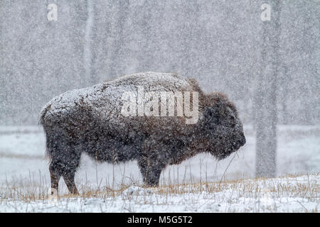 Bull Buffalo mit Schnee während Blizzard abgedeckt Stockfoto