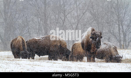 Herde von Bison überleben, während Schnee Sturm Stockfoto