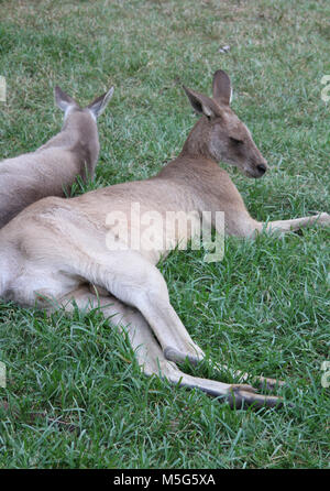 Östliche graue Känguru, Macropus Giganteus, Lone Pine Koala Sanctuary, Brisbane, Australien Stockfoto