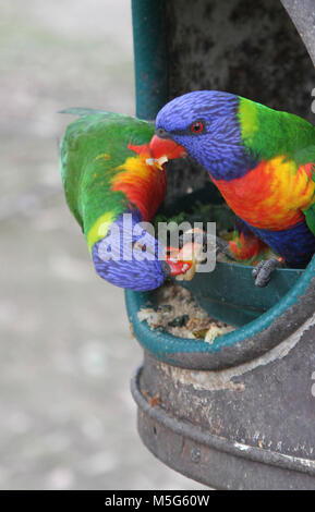 Zwei Regenbogen Lorikeet Essen Obst, Trichoglossus Moluccanus, Lone Pine Koala Sanctuary, Brisbane, Australien Stockfoto