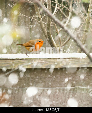 Einen Outdoor Shooting für ein Rotkehlchen im Schnee zu Weihnachten. Fotograf Claire Allen LRPS, Devizes, Wiltshire Stockfoto