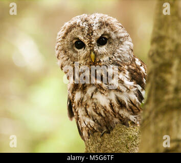 Braune Eule schauen hinter vom Baum - Strix aluco Stockfoto