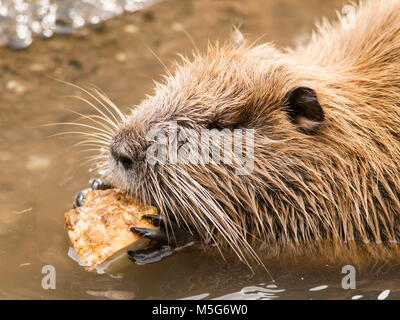 Leiter der Nutrias essen wenig Sellerie auf dem Wasser Stockfoto