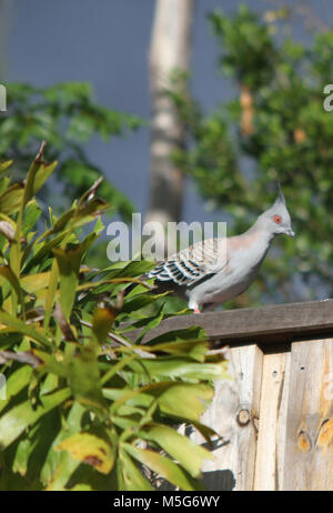 Crested Taube, Ocyphaps Lophotes, Brisbane, Australien Stockfoto