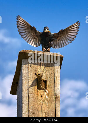 Gemeinsame Star (Sturnus vulgaris), am Nistkasten, Russland, Ural, Perm Stockfoto