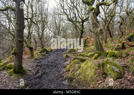 Alten Wald an padley Schlucht in den Peak District, Derbyshire Stockfoto