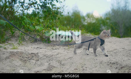 Britisch Kurzhaar Tabby Katze im Kragen gehen auf Sand outdoor Stockfoto