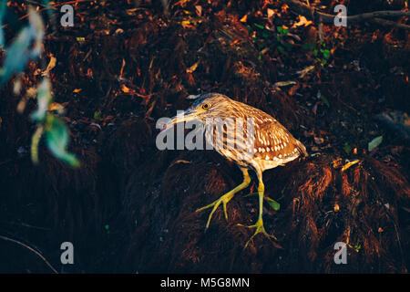 Squacco Heron (Ardeola ralloides) im Donaudelta, Rumänien Stockfoto