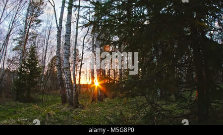 Sonne, die Bäume zu durchbrechen Stockfoto