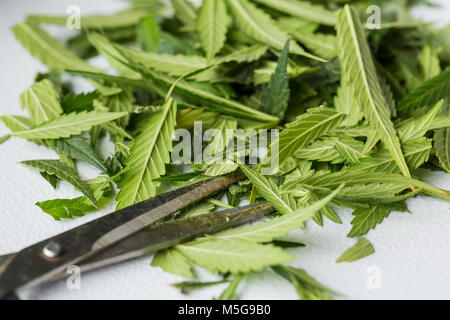 Makro Nahaufnahme eines Cannabis marihuana Pflanze mit Schwerpunkt auf der Abgeschnittene Blätter während der Ernte Stockfoto