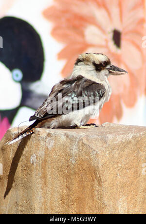 Lachende Kookaburra, (Dacelo Novaeguineae), Südafrika Stockfoto