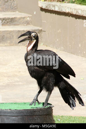 Juvenile südliche Hornrabe, Bucorvus Leadbeateri, Südafrika Stockfoto