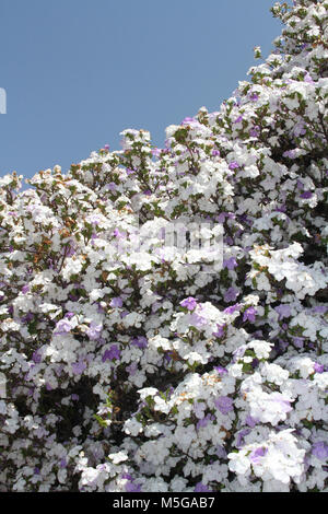 Brunfelsia Pauciflora, Südafrika Stockfoto