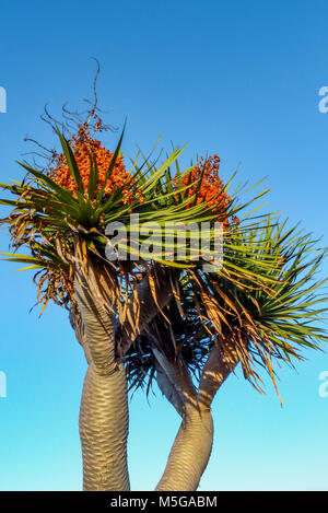 Drachenbaum Dracaena Draco Lanzarote Stockfoto