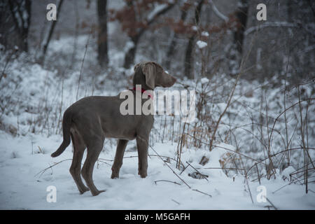 Hund im Winter Wald Stockfoto