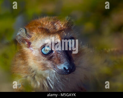 Weibliche Blue-eyed Black lemur Eulemur flavifrons auch als lemur der Sclater bekannt Stockfoto