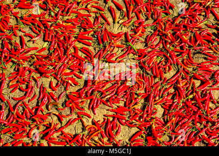 Geerntet chili wird zum Trocknen auf den Feldern in den Hügeln des Stammes- Bereich ausbreiten Stockfoto