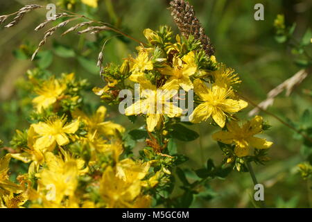 Blumen von Johanniskraut (Hypericum Perforatum). Blumen und Gras von warmen sonnenbeschienenen auf einer Sommerwiese beleuchtet, abstrakte natürlichen Hintergründe Stockfoto