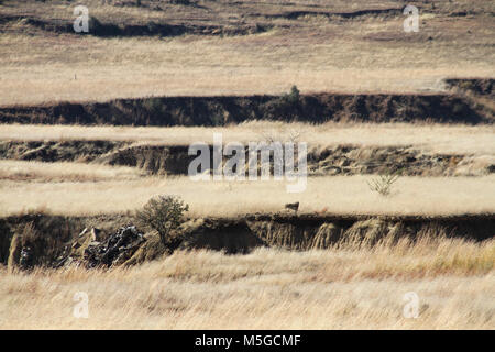 Chemische Zustand frei Landschaft mit Bodenerosion, Freistaat, Südafrika Stockfoto