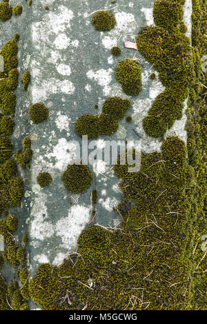 Textur mit Moos auf einer Betonplatte Stockfoto