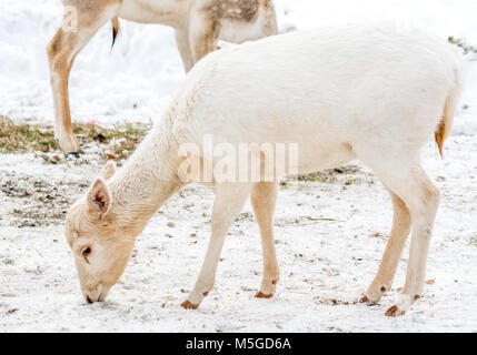 White-Tail Albinos Junge Hirsche Stockfoto