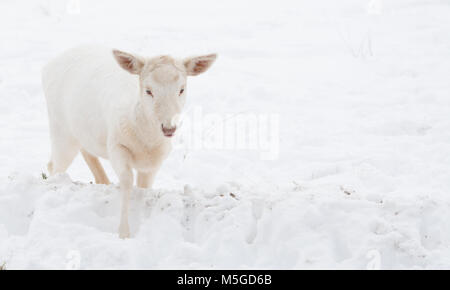 White-Tail Albinos Junge Hirsche Stockfoto