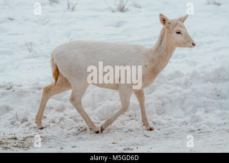 White-Tail Albinos Junge Hirsche Stockfoto