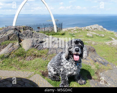 Cocker Spaniel hund an der Spitze der North Berwick Gesetz Stockfoto